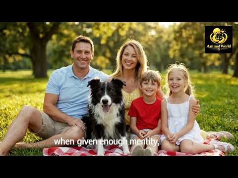 Border Collie Facts! 🐕 The Smartest Herding Dog #BorderCollie #shorts