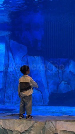 Boy startled as dolphin suddenly opens its mouth at aquarium in Hunan, China