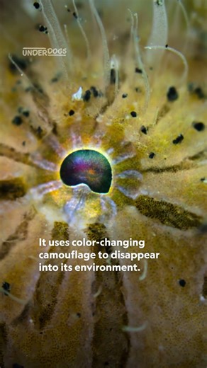 Meet the hairy frogfish 🐟 #Underdogs #StepIntoWonder