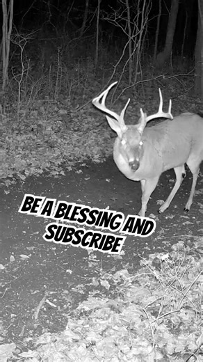 You Can Hear Him Chewing… Massive 8 Point Buck 😳🦌