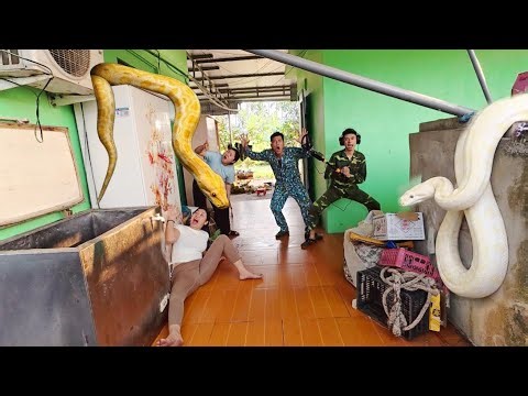 Brave experts use high-tech snake detectors to find giant python nests.