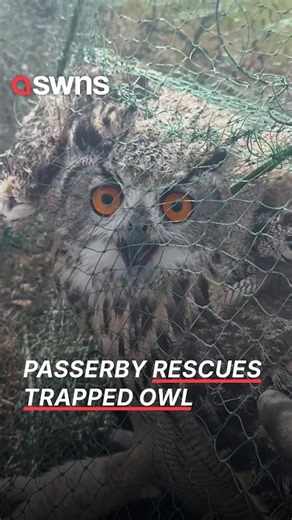 Passerby rescues owl trapped in a fishing net | SWNS