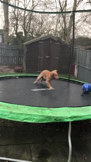 Dog Bounces on Trampoline with Ball | Jukin Licensing