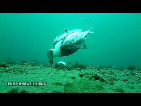 Underwater Fishing Footage of Lake Ontario