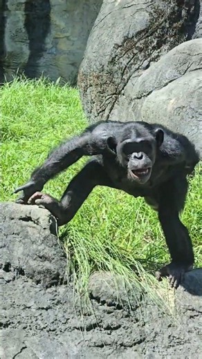 Chimpanzee/Pan troglodytes/Taipei Zoo