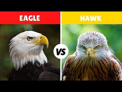 Bald Eagle Vs Hawk Fight Comparison in Detail Who Would Win Hawk Vs Eagle