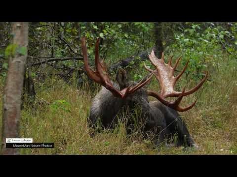 Very Unusual Moose Antlers #wildlife #moose #alaska