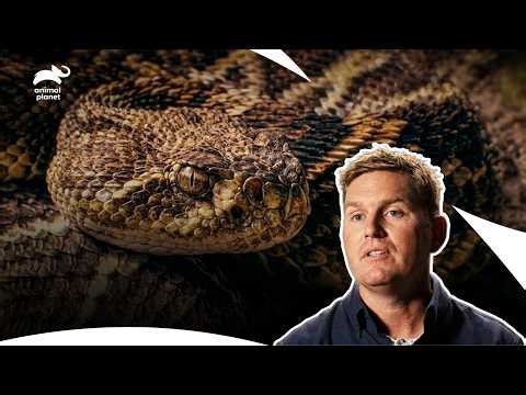 A Woman Lost Her Left Arm in a DEADLY Shark Attack | I Was Prey S2 E5 | Animal Planet India