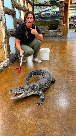 Energetic alligator turns feeding time into a wild frenzy
