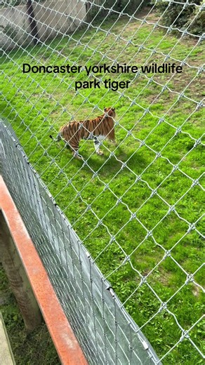 Tiger at Doncaster Yorkshire Wildlife Park - Full Video