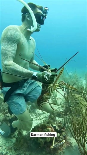 spearfishing How To Get Lobster for Free! #spearfishing