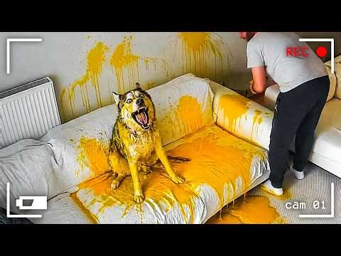 Overdramatic Animals That Will Make You Smile