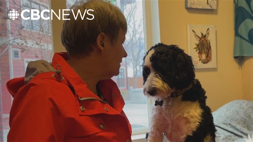 Research highlights how animals and robot companions can improve life with dementia