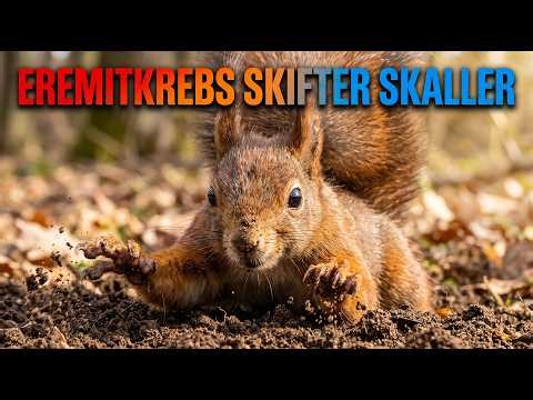 Hvorfor skifter eremitkrebs skaller? 🐚 Forståelse af eremitkrebsens adfærd