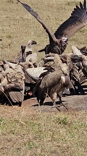 Vultures Working 🦅😱😱 #Wildlife #Safari