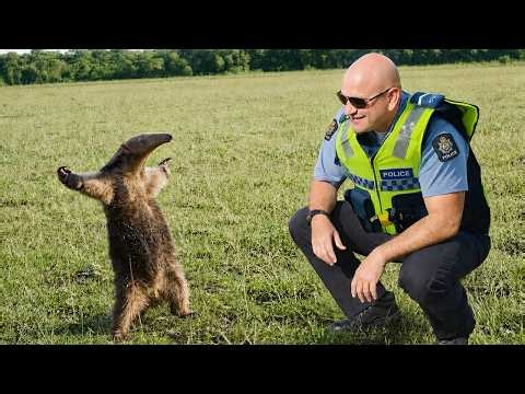 When Baby Animals Trust Police in the Funniest and Cutest Way 😂