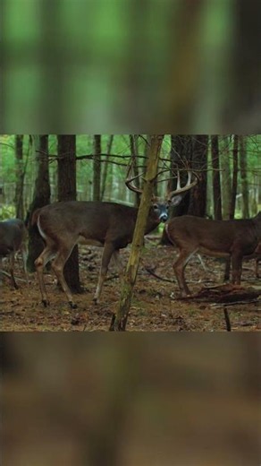 Legends Ranch: Luxurious Hunt & Unforgettable Experience Awaits! #shorts