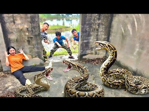 Brave Hunter Rescues Young Girl From 3 Giant Python