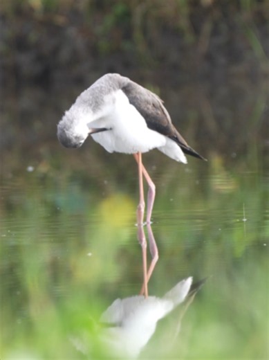 World Migratory Bird Day: Protect Bird Migration Routes