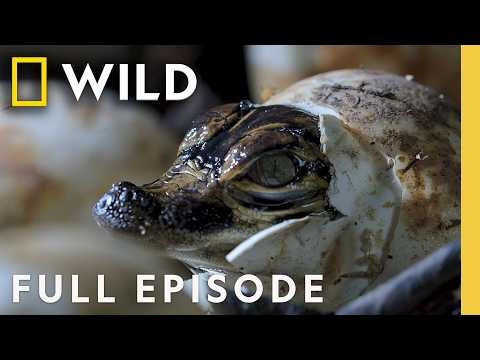 Exploring Waterland (Full Episode) | America the Beautiful ft. Michael B. Jordan | Nat Geo Animals