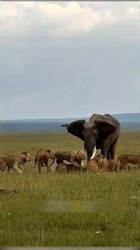 Lions hunted mother elephant's newborn baby. | Lions Hunt Elephant's Newborn Baby #shorts​ #lion
