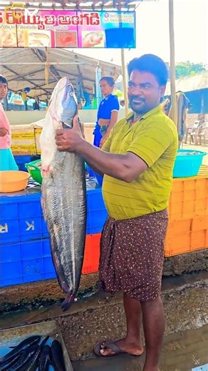 8kg వాలుగ చేప నాయుడుపేట మార్కెట్లో || Valuga fish || 🐟🐟🐟