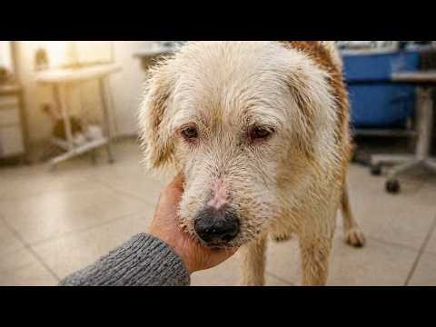 They Hurt Him and Walked Away… But His Recovery Shocked Everyone