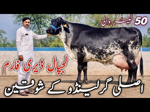 Lajpal Dairy Farm | Biggest Garlando Cow in Punjab Pakistan | High Milk Production cow 🐄