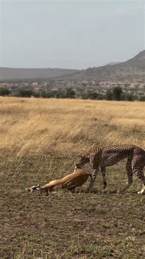 Cheetahs are the most vulnerable of all predators