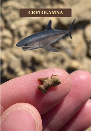 97 Million Year Old Fossil: A Snapshot of the Western Interior Seaway