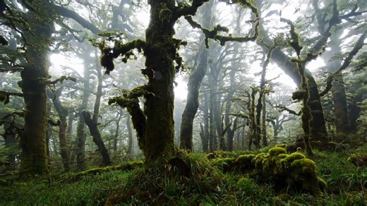 One country is trying to reverse nature’s collapse