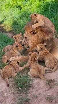 Father Lion Spending Precious Time with His Cubs