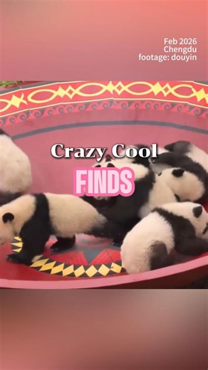 🎉 From Chengdu’s Giant Panda Base, tiny panda cubs born in 2025 have made their first public appearance — just in time to say Happy Spring Festival! 🐼❤️ Born between May and July, each fluffy baby is strong, healthy and full of Spring Festival energy. #springfestival #ChineseNewYear2026 #pandas #chengdu #China #fyp | 華夏focus