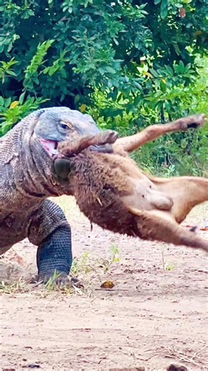 It is a remarkable sight to witness a ferocious Komodo dragon swallowing a goat.