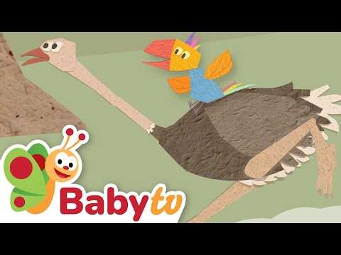 Can Tucky Run Like an Ostrich? | Animal Behavior for Toddlers | BabyTV