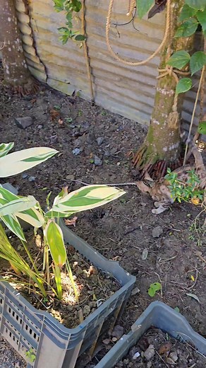 Andaman Baby on Instagram: "Little cat caught a big snake #cat #snake #catvssnake #catlover #bravecat"