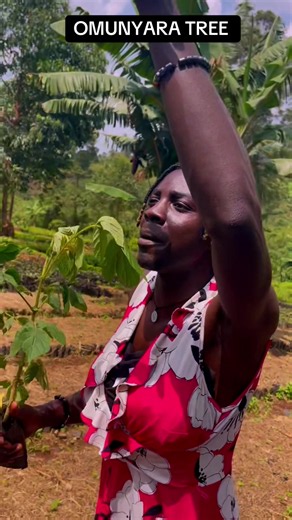 Omunyara Tree Kampala: local name, meaning & sights
