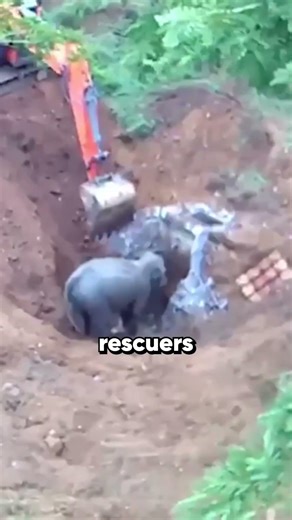 A terrified baby elephant finds his way home 🐘