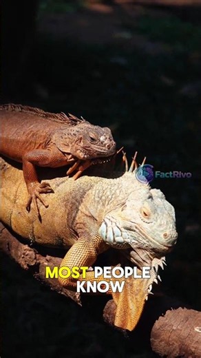 This Lizard Runs on Water?! 😱 #facts #shortvideo #shorts