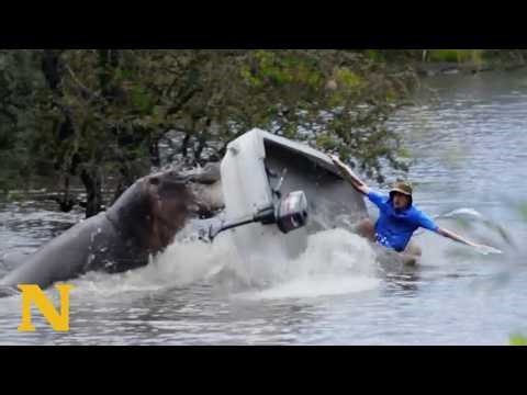 Hippo Attack Throws Man Overboard 😱