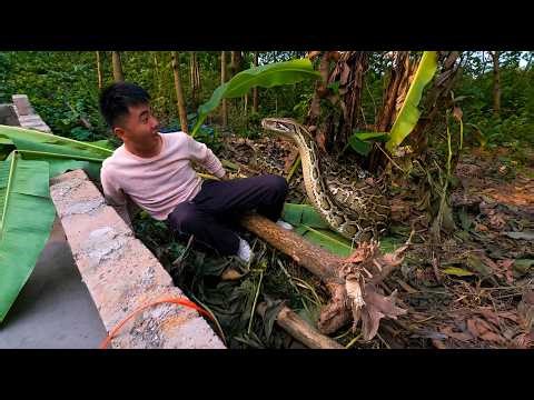 Giant Python Suddenly Attacks Man in Banana Garden – Shocking Real Encounter!