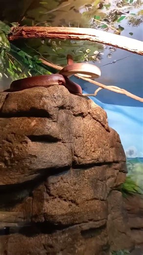 olive python #viral #wildlife #shorts #ytshorts #australia