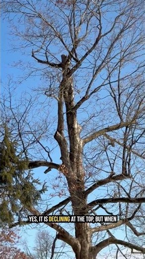 Can a Tree Survive Without a Main Leader? Maple Tree Assessment