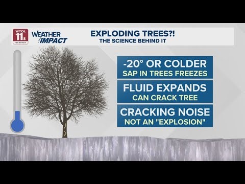 Are "exploding trees" all they're cracked up to be?