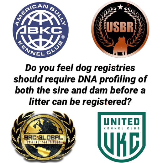 Do you feel dog registries should require DNA profiling of both the sire and dam before a litter can be registered? #registries #require #DNA #litter #AmericanBully