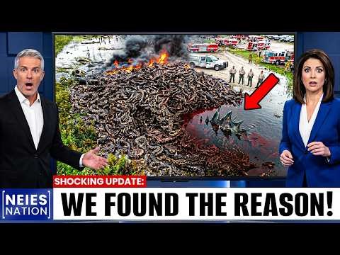 Tracker Goes Silent in the Everglades — What Took Down This Apex Python Is Still Unthinkable