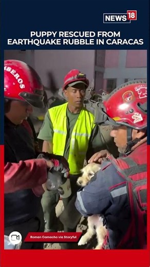 Puppy Rescued Alive From Venezuela Quake Rubble as Emotional Rescue Video Goes Viral | N18S