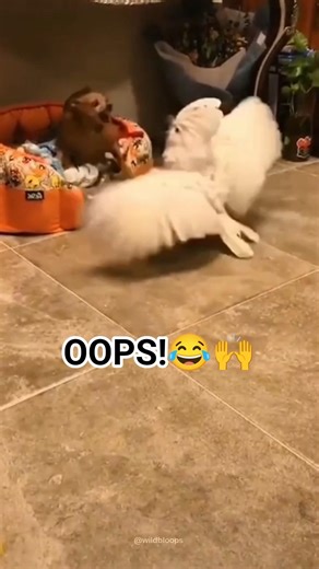 Try Not To Laugh Challenge: Epic Animal Fails & Funny Attacks Gone Wrong! 😭🐶