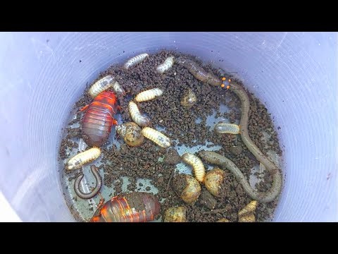 🌲At the end of the year, catch and observe these amazing creatures and insects. Collecting insects