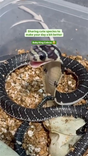 CUTEST Cobras Ever!! | Australian Reptile Park